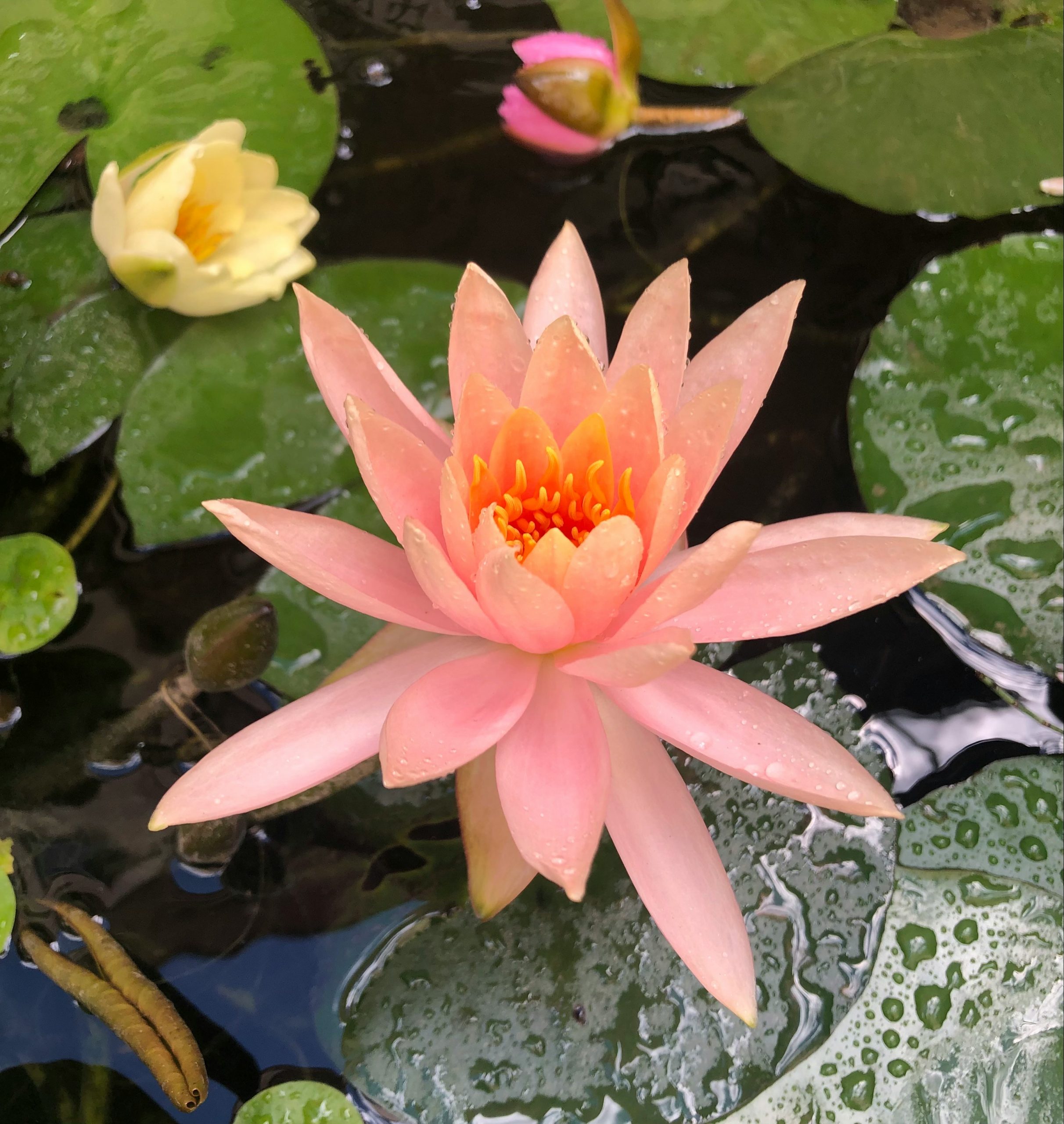 Life Coaching Client